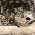 美猫兄弟 金と銀 少しロン毛