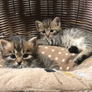 美猫兄弟 金と銀 少しロン毛