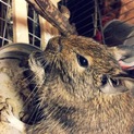 デグー 5才ぐらい 