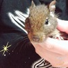 デグー 5才ぐらい  サムネイル3
