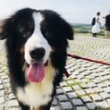 里親様が決定致しました。ありがとうございました。