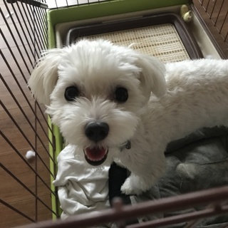 mixのあずきちゃん