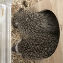 ハリネズミ親子で募集中