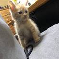 元気いっぱい長毛種の子猫ちゃん2(親子猫)