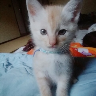 急募。イケメン茶トラ