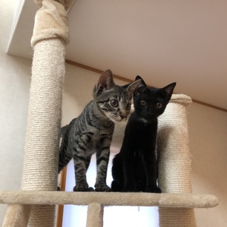 黒猫3ヶ月