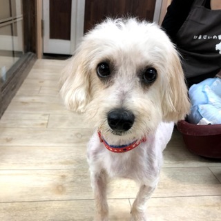 スヌーピー？！風の小型犬☆