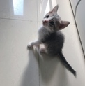 1ヶ月半の子猫ちゃん 里親さん募集