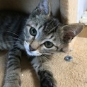 やんちゃで甘えん坊 人間も猫も大好きな三カ月