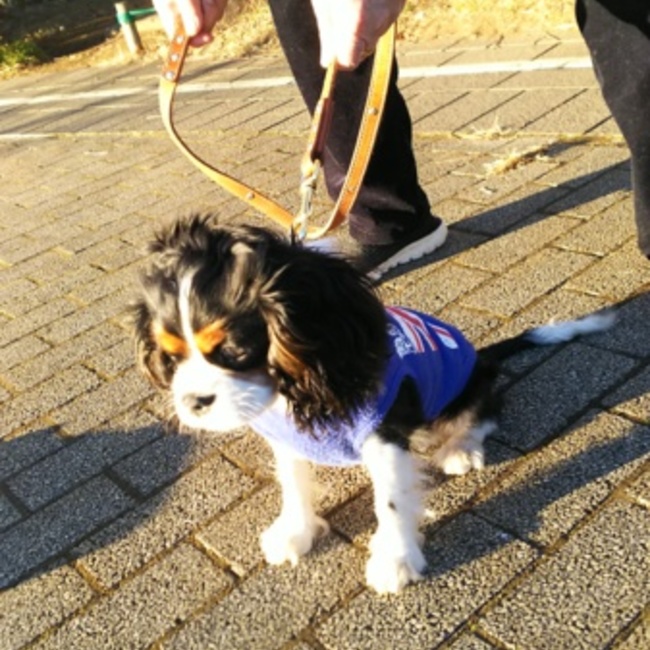 BINGO!のカバー写真