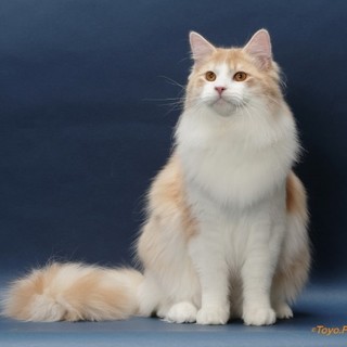 リタイヤ君 指定区域外 お断り