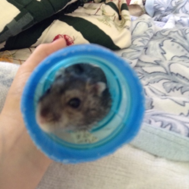 にんじんゆうのカバー写真
