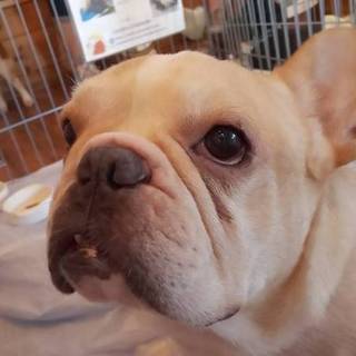 トライアル決定フレンチブルドッグ男の子