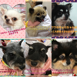 非営利動物保護団体ととのん『ととのんハウス』