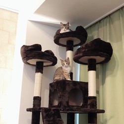 「ぐり君・グラちゃん里親様決まりました！！」サムネイル3