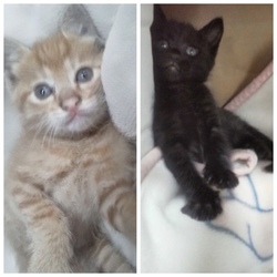 「チャチャ君・ジジ君、里親様決まりました！！」サムネイル2