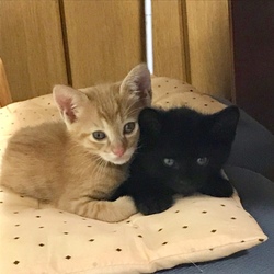 「チャチャ君・ジジ君、里親様決まりました！！」サムネイル3