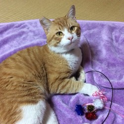 「茶太郎君里親様決まりました！！」サムネイル2