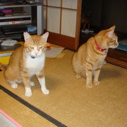 「茶太郎君里親様決まりました！！」サムネイル3