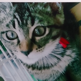 おメメまん丸 タマルちゃん