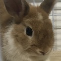 うさぎ