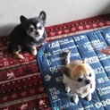 チワワの夫婦犬です。里親を探しております