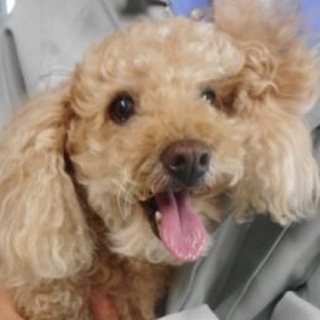 飼い主様のお迎えがありました。