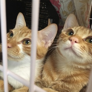 イケメンで甘えんぼ♡茶トラのおこげ