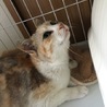 トライアル中♡珍しいパステル三毛のパスちゃん サムネイル4