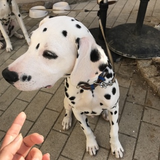 ダルメシアン2匹里親募集