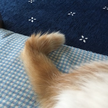 鍵しっぽ