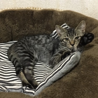 お目めパッチリ黒キジさん