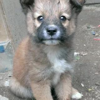 里親決定致しました！ ありがとうございました！！