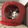 モカ