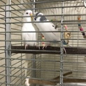セキセイインコ2羽 里親募集