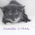 黒白子猫 いっちゃん 里親募集中！