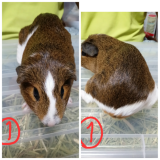 【お話し中です】モルモットの里親募集します！