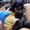 グフ