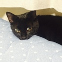 甘えんぼでむちむちな黒猫くん！