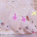 生後１ヶ月ハムスターのメス2匹募集！