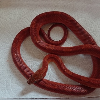 コーンスネーク♂ ブラッドレッド