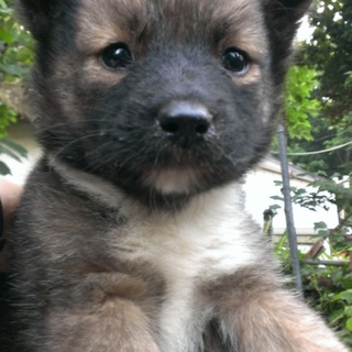 里親決定致しました！ ありがとうございました！！