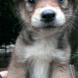こちらの子犬の募集を終了します！