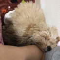 里親募集