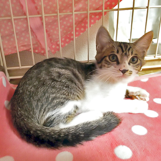 器量よし兄妹のとらまるくん