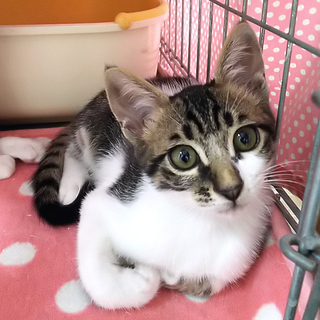 器量よし兄妹のとらんくん