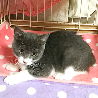 器量よし兄妹のぐれまるくん