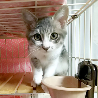 器量よし兄妹のぐれんちゃん