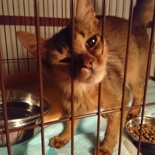 人間大好き、ソマちゃんの里親募集中