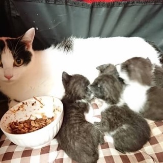 白黒子猫ちゃん♪